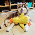 Stomping Duck Dog Toy
