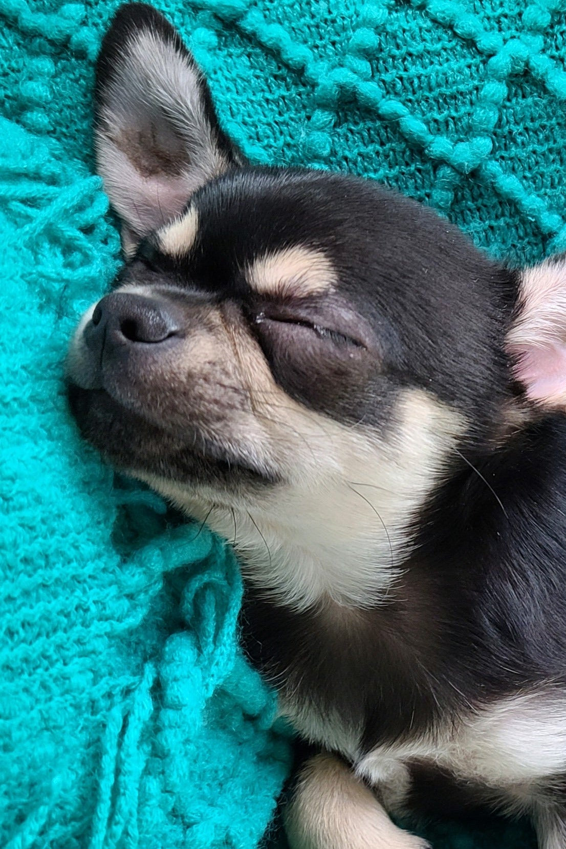 Sleeping puppy with a toy on a teal textured blanket