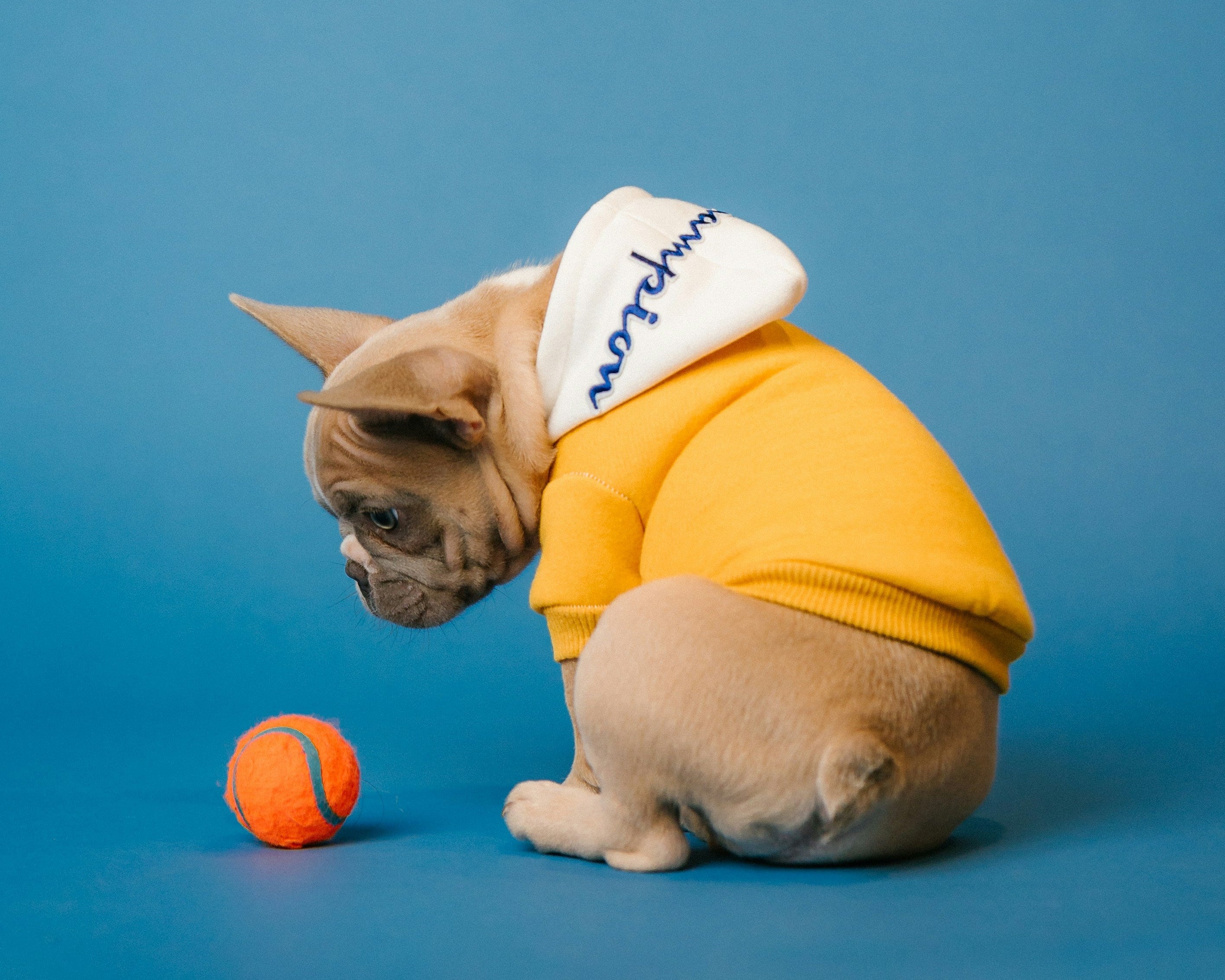 Dog wearing a yellow hoodie with a white hood on a blue background